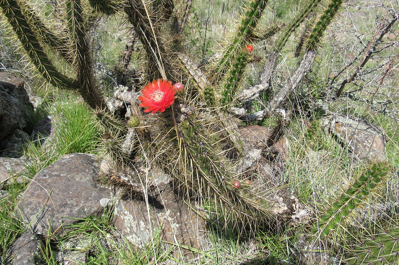 Corryocactus ayacuchoensis: Corryocactus ayacuchoensis in Peru