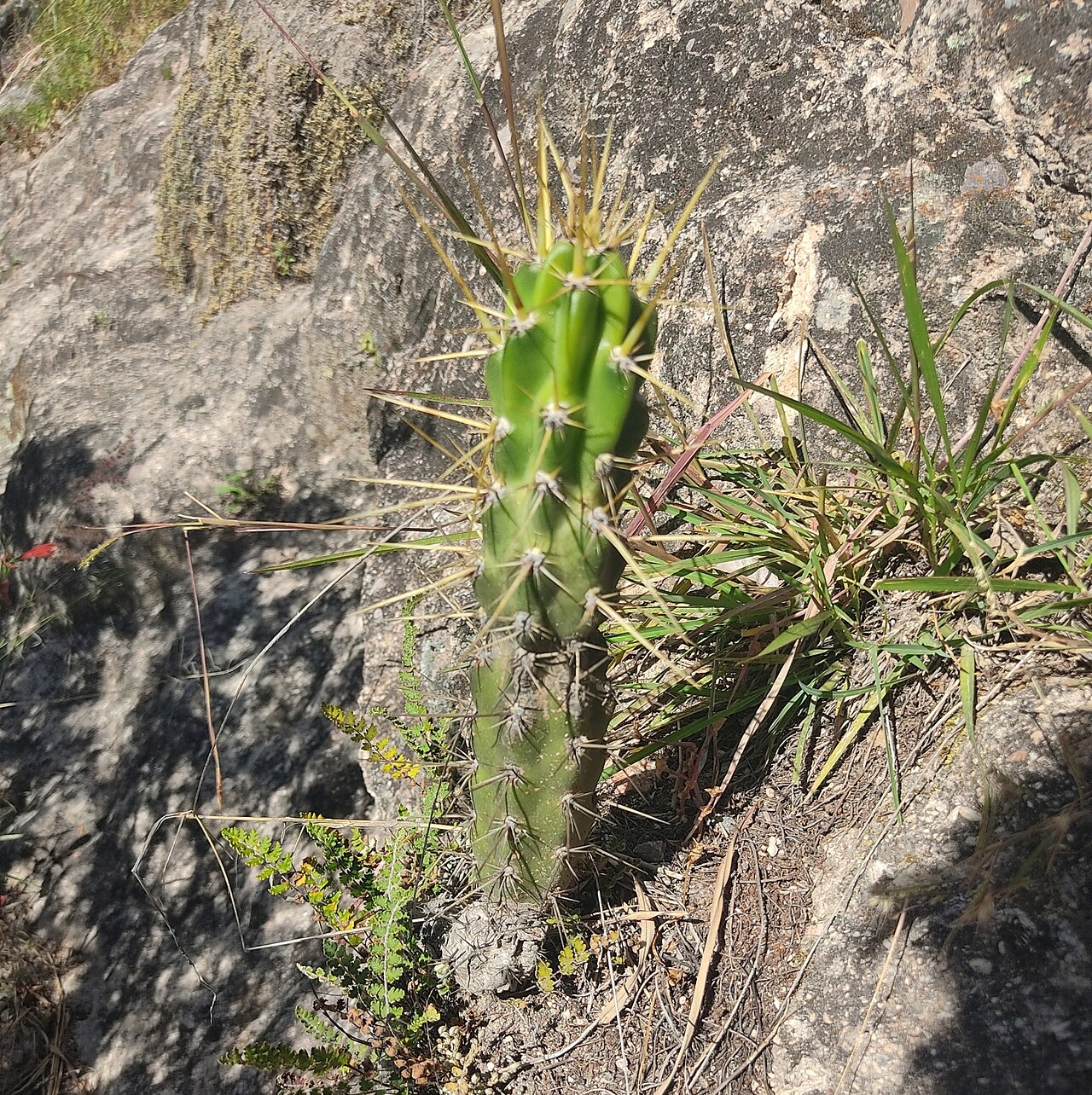 Corryocactus ayacuchoensis: Corryocactus ayacuchoensis in Peru