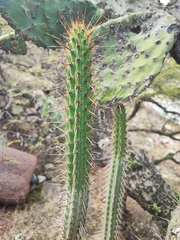 Corryocactus ayacuchoensis (Corryocactus ayacuchoensis)