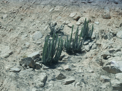 Corryocactus brachypetalus (Corryocactus brachypetalus)