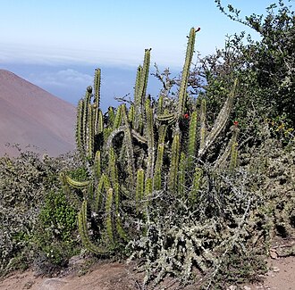 Corryocactus brachypetalus: Corryocactus brachypetalus in Peru