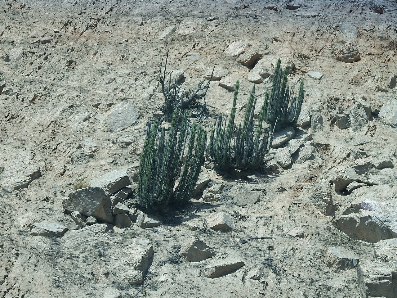 Corryocactus brachypetalus: Corryocactus brachypetalus in Peru