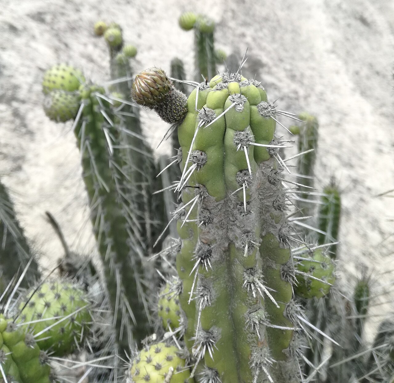 Corryocactus brachypetalus: Corryocactus brachypetalus in Peru