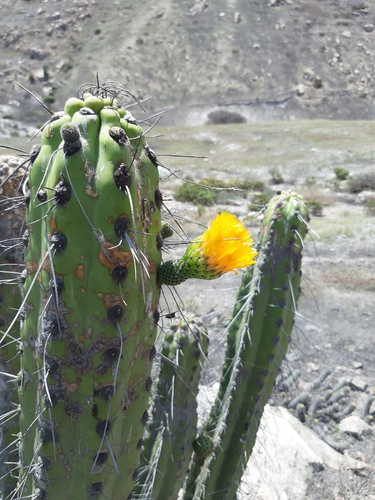 Corryocactus brachypetalus (Corryocactus brachypetalus)