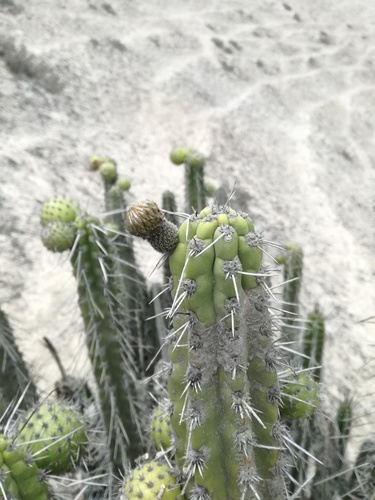 Corryocactus brachypetalus (Corryocactus brachypetalus)