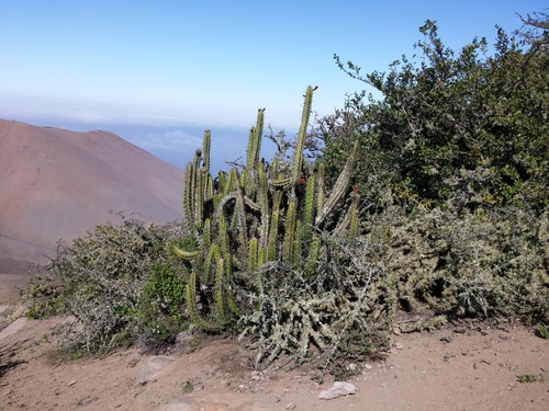 Corryocactus brachypetalus (Corryocactus brachypetalus)