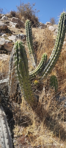 Corryocactus brevistylus (Corryocactus brevistylus)