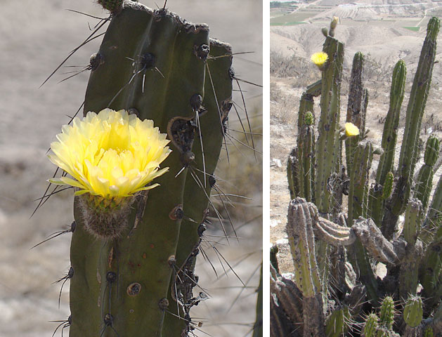 Corryocactus brevistylus: From near the city of Arequipa, Peru, and known as Guacalla. In context at www.dixpix.ca/sth_cordillera/flora/cacti_big/index.html