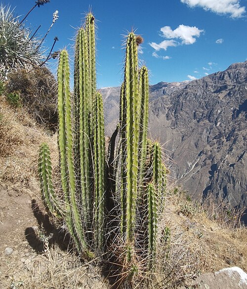 Corryocactus brevistylus: Corryocactus brevistylus in Peru