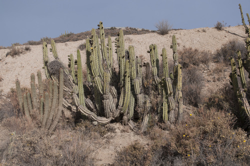 Corryocactus brevistylus (Corryocactus brevistylus)