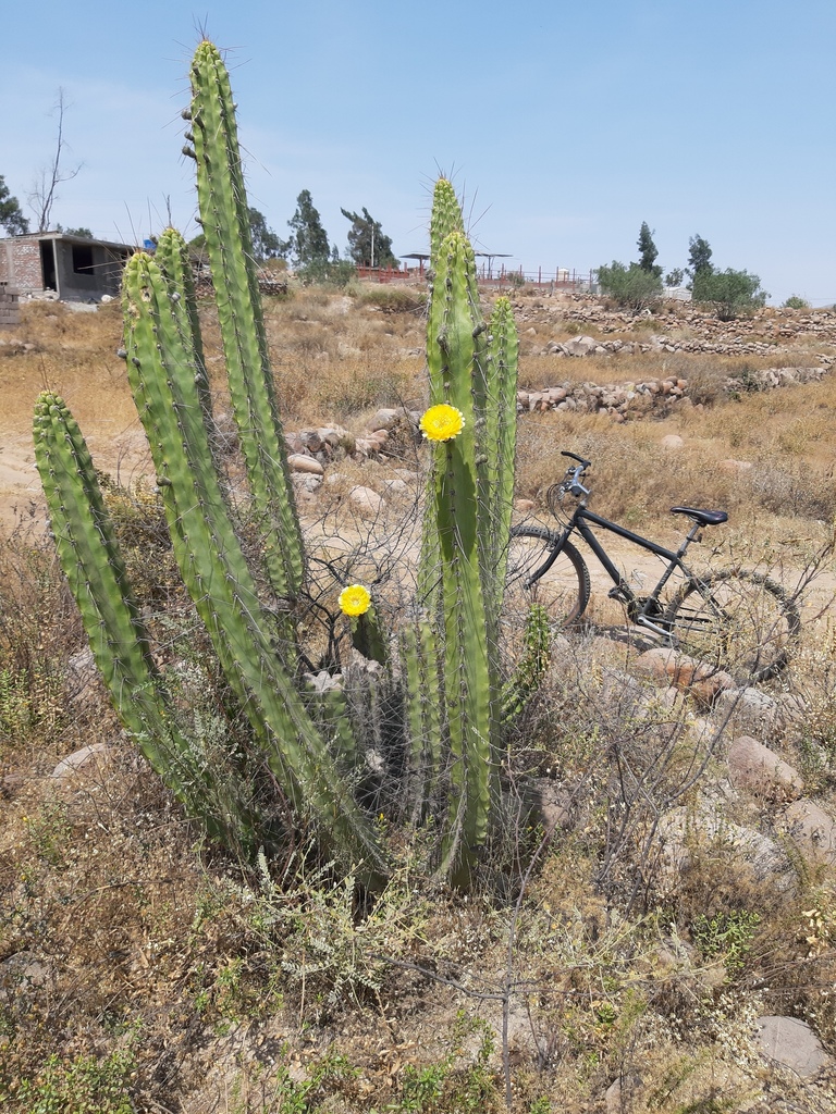 Corryocactus brevistylus (Corryocactus brevistylus)