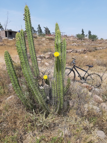 Corryocactus brevistylus (Corryocactus brevistylus)