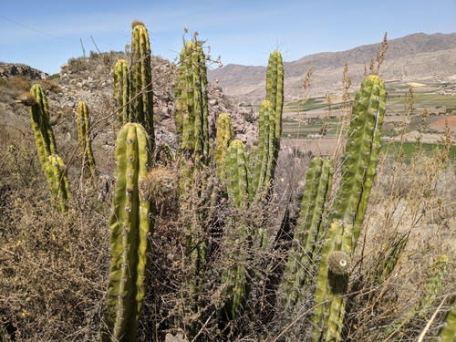 Corryocactus brevistylus (Corryocactus brevistylus)