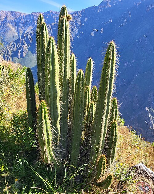 Corryocactus brevistylus: Corryocactus brevistylus in Peru