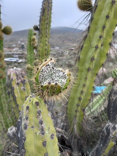 Corryocactus brevistylus (Corryocactus brevistylus)