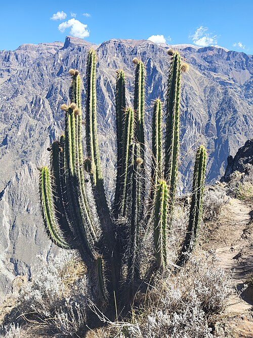 Corryocactus brevistylus: Corryocactus brevistylus in Peru
