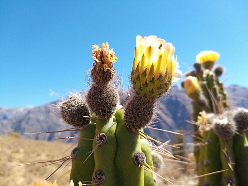 Corryocactus brevistylus (Corryocactus brevistylus)