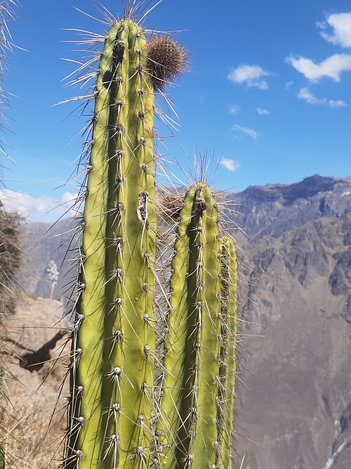 Corryocactus brevistylus: Corryocactus brevistylus in Peru