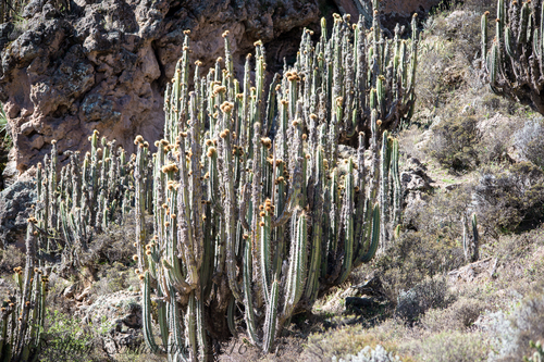 Corryocactus brevistylus (Corryocactus brevistylus)