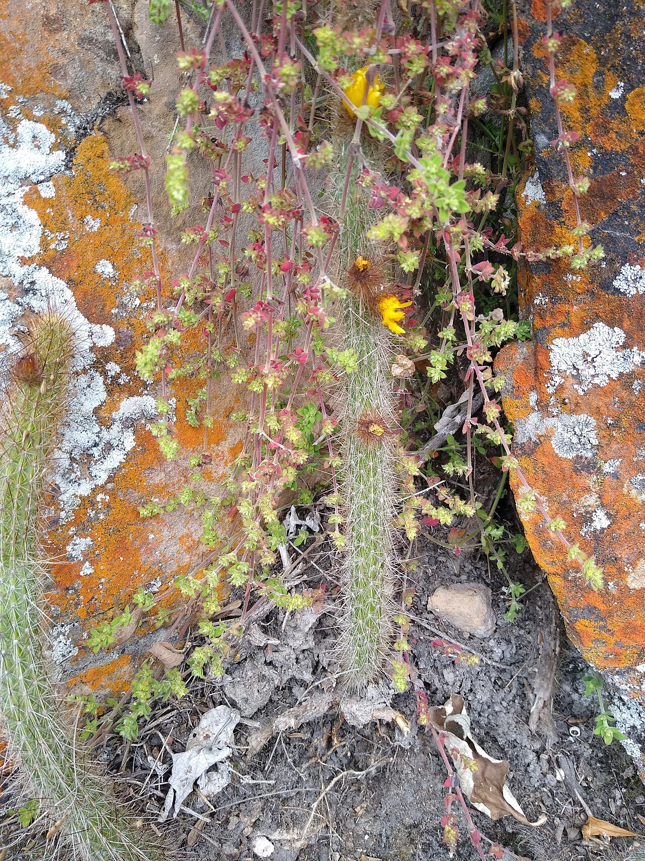 Corryocactus chachapoyensis: Corryocactus chachapoyensis, 01515, Peru, 2023-07-17 (iNaturalist).