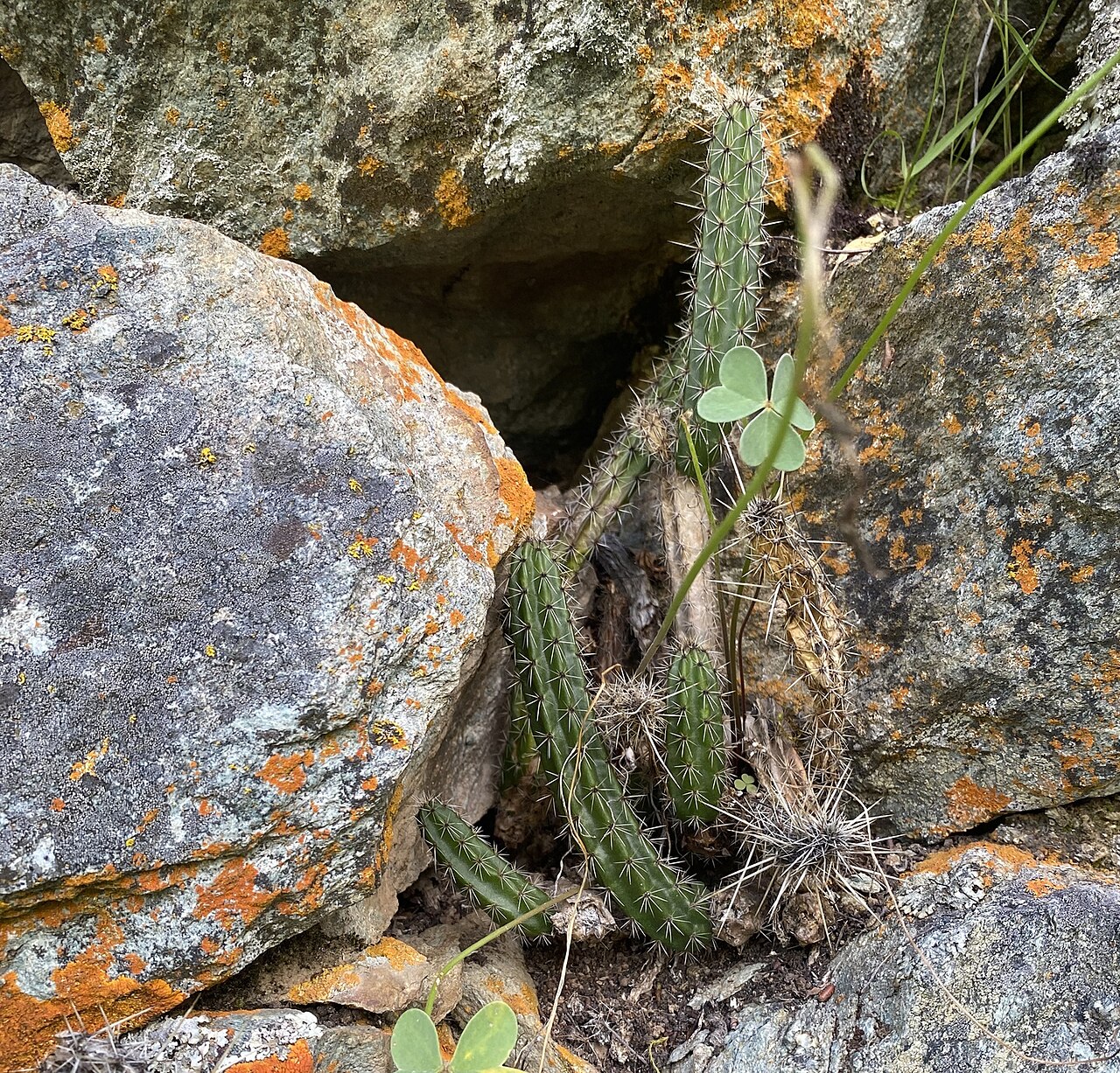 Corryocactus erectus: Red Hot Chili Pepper Cactus ( Corryocactus erectus ) in Peru