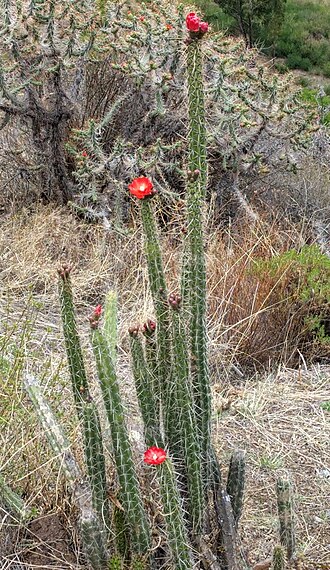 Corryocactus erectus: Red Hot Chili Pepper Cactus ( Corryocactus erectus ) in Peru