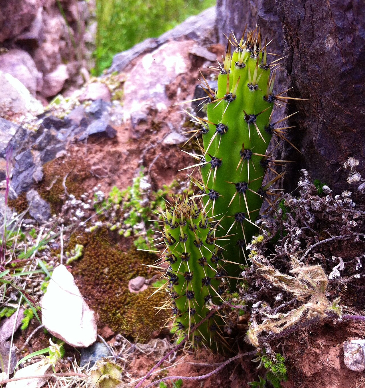 Corryocactus erectus: Corryocactus erectus doble en Pikillaqta, Cusco.