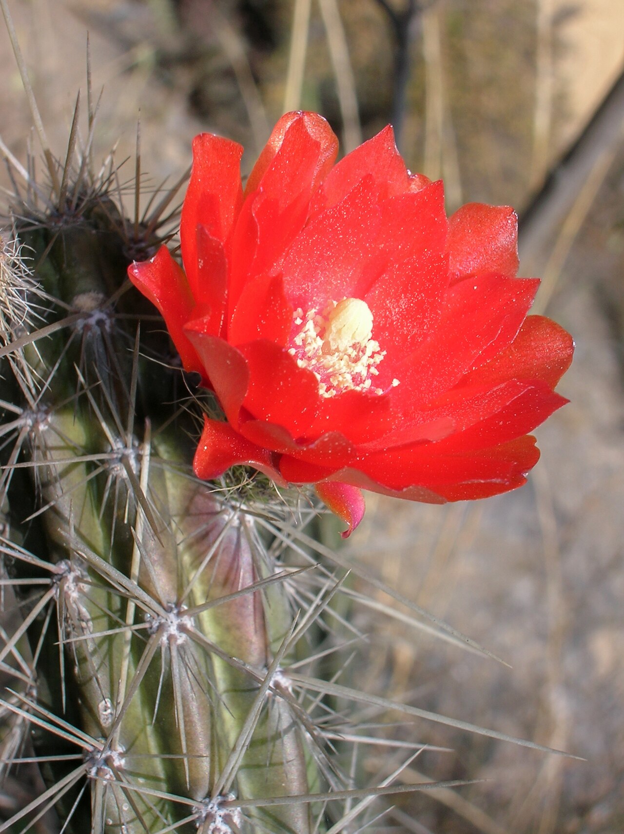 Corryocactus erectus: Red Hot Chili Pepper Cactus ( Corryocactus erectus ) in Peru