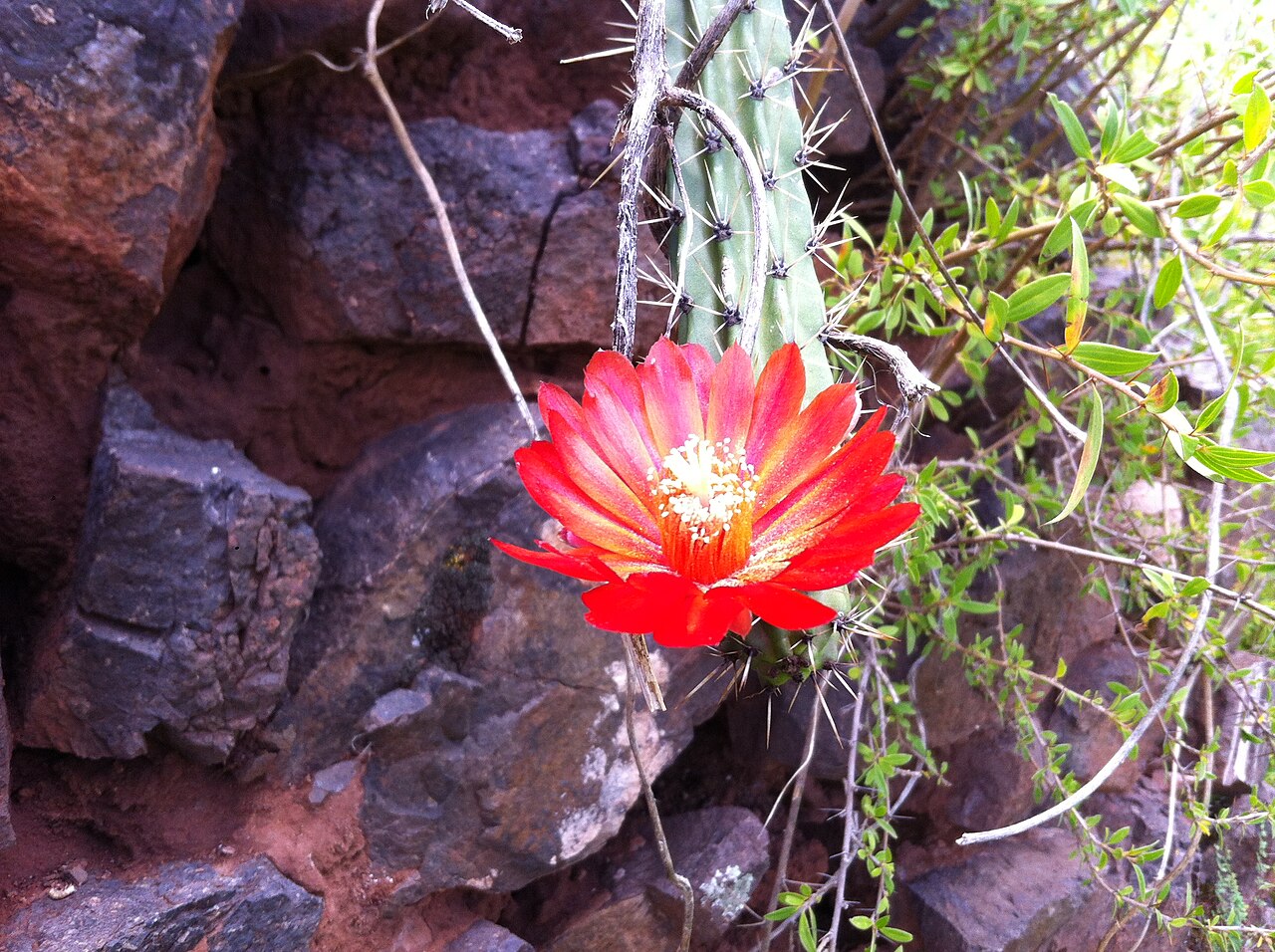 Corryocactus erectus: Flor de Corryocactus erectus en Pikillaqta, Cusco.