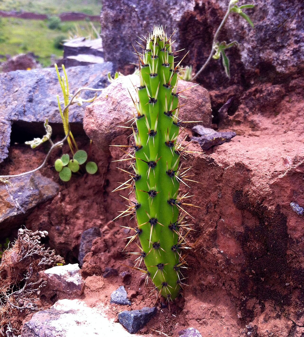 Corryocactus erectus: Corryocactus erectus en Pikillaqta, Cusco.