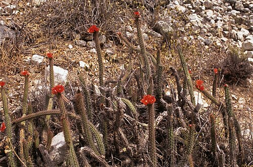 Corryocactus erectus: Red Hot Chili Pepper Cactus ( Corryocactus erectus ) in Peru