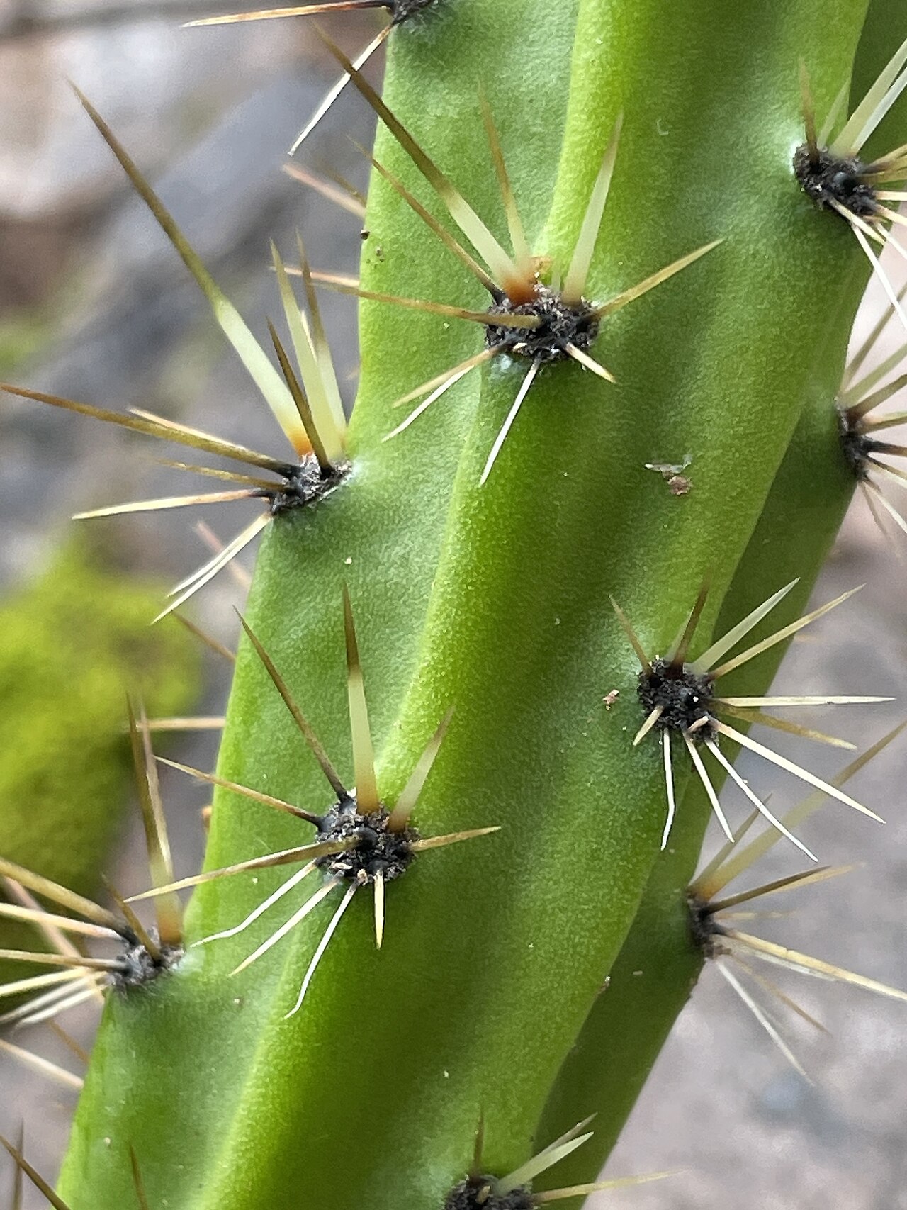 Corryocactus erectus: Red Hot Chili Pepper Cactus ( Corryocactus erectus ) in Peru