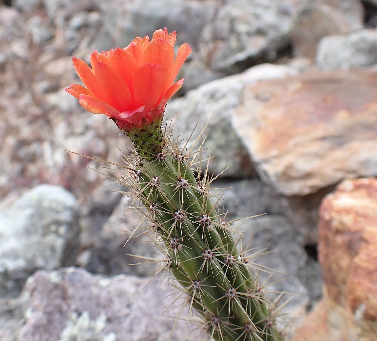 Corryocactus erectus: Red Hot Chili Pepper Cactus ( Corryocactus erectus ) in Peru