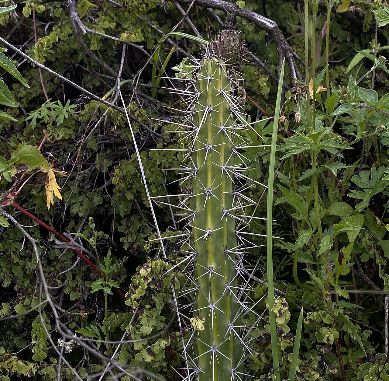 Corryocactus erectus: Red Hot Chili Pepper Cactus ( Corryocactus erectus ) in Peru