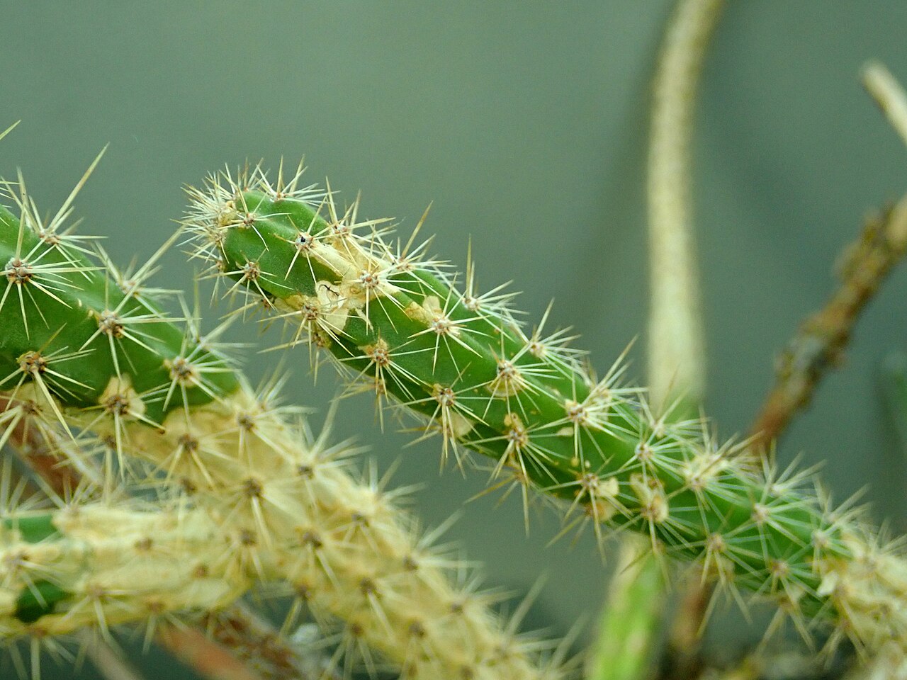 Corryocactus erectus: Corryocactus erectus , botanical garden in Berlin.