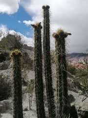 Corryocactus melanotrichus (Corryocactus melanotrichus)