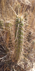 Corryocactus melanotrichus (Corryocactus melanotrichus)