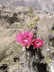 Corryocactus melanotrichus (Corryocactus melanotrichus)
