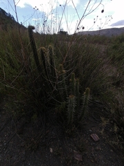 Corryocactus melanotrichus (Corryocactus melanotrichus)