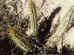 Corryocactus melanotrichus (Corryocactus melanotrichus)