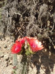 Corryocactus melanotrichus (Corryocactus melanotrichus)