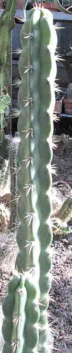 Corryocactus quadrangularis: Corryocactus quadrangularis
