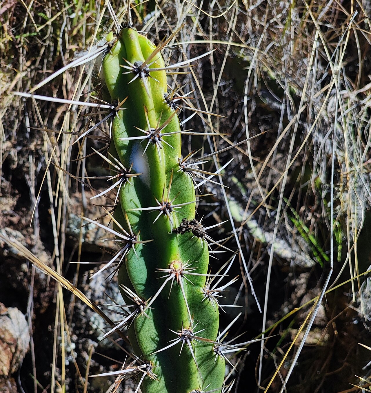 Corryocactus quadrangularis: Corryocactus quadrangularis in Peru