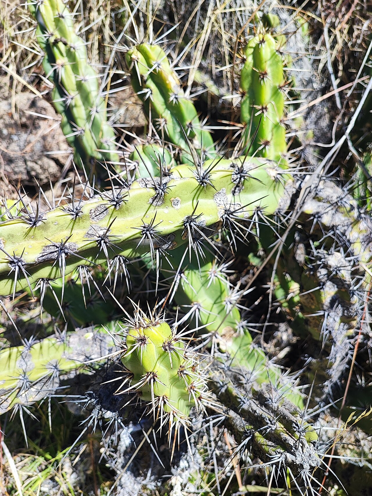 Corryocactus quadrangularis: Corryocactus quadrangularis in Peru