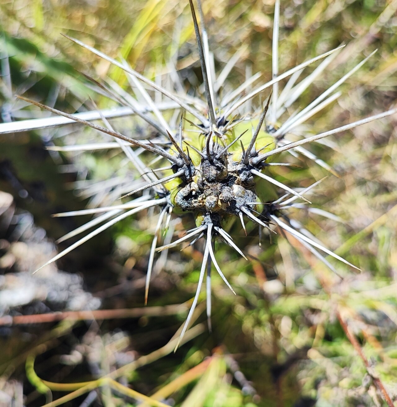 Corryocactus quadrangularis: Corryocactus quadrangularis in Peru