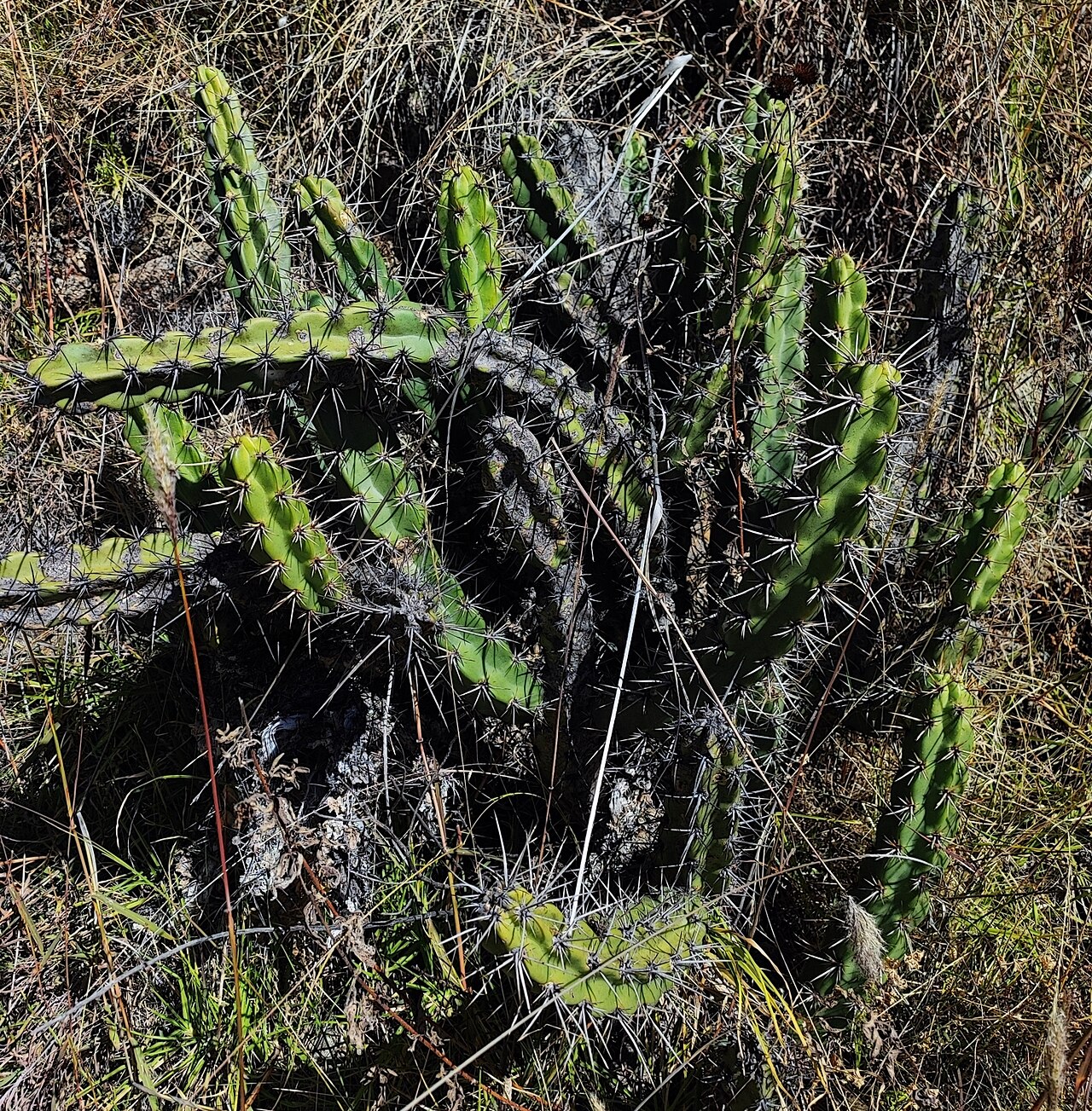 Corryocactus quadrangularis: Corryocactus quadrangularis in Peru