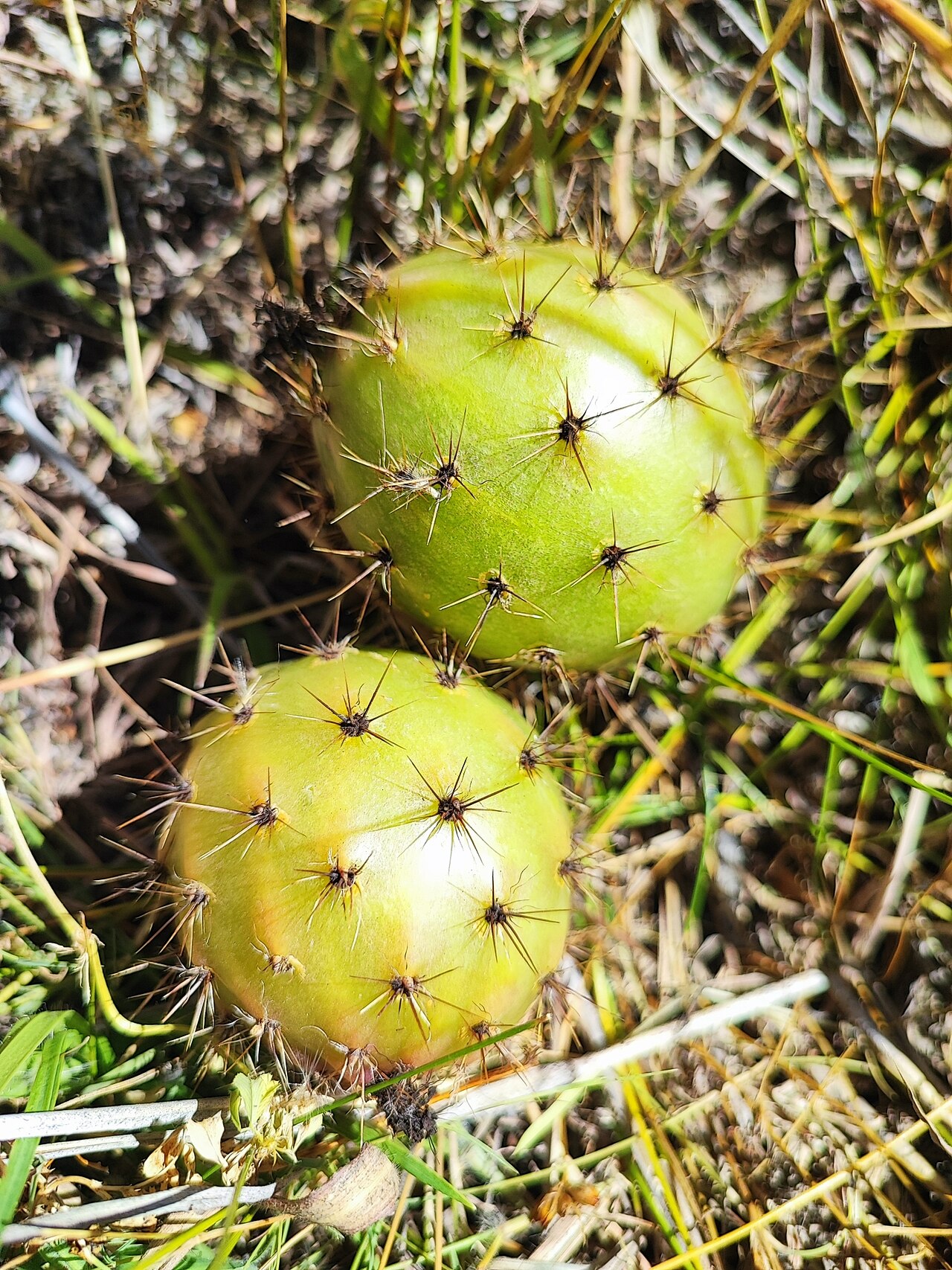 Corryocactus quadrangularis: Corryocactus quadrangularis in Peru