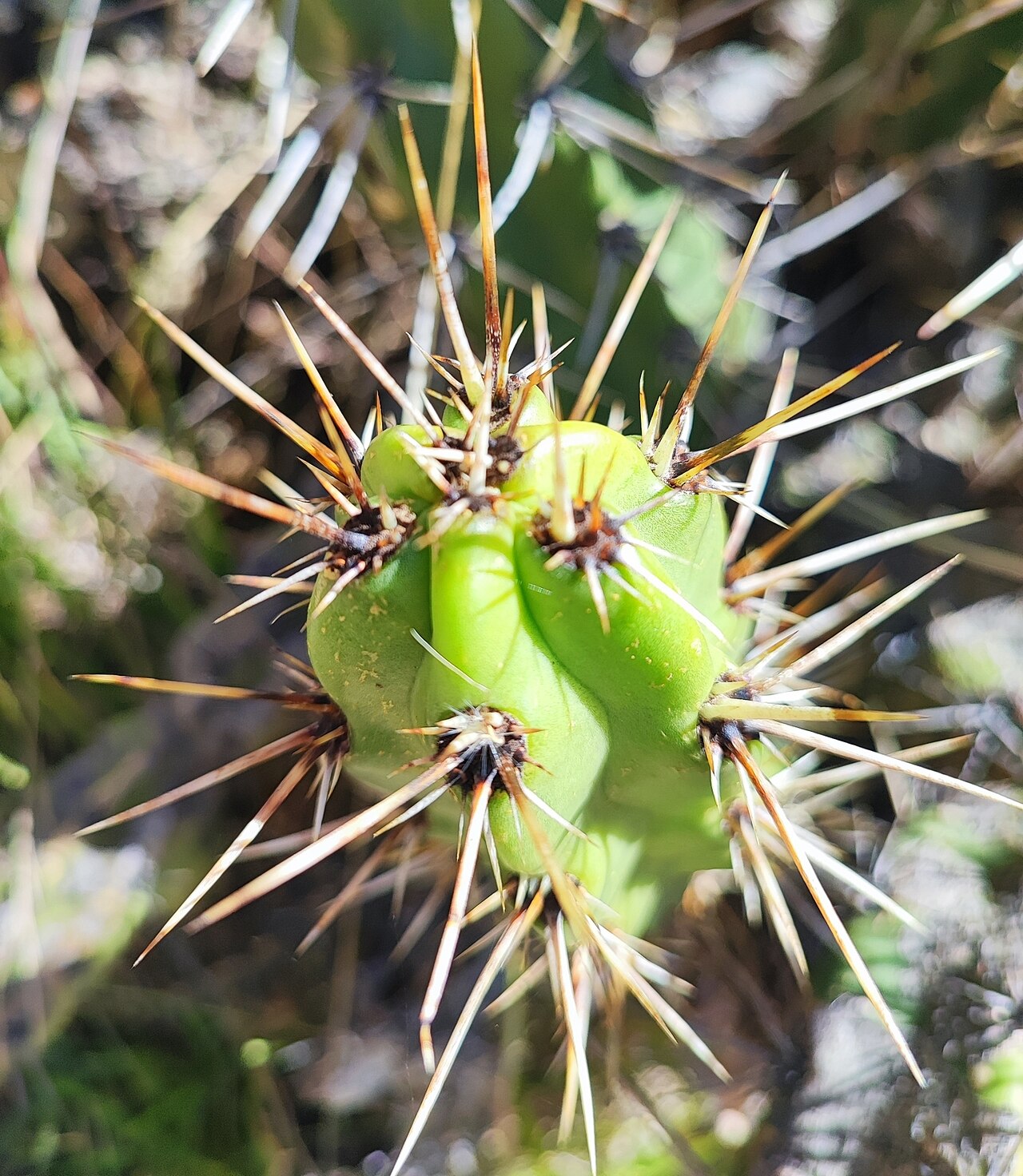 Corryocactus quadrangularis: Corryocactus quadrangularis in Peru