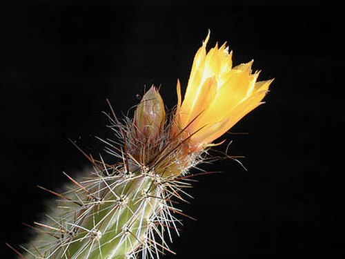 Corryocactus squarrosus: Corryocactus squarrosus
