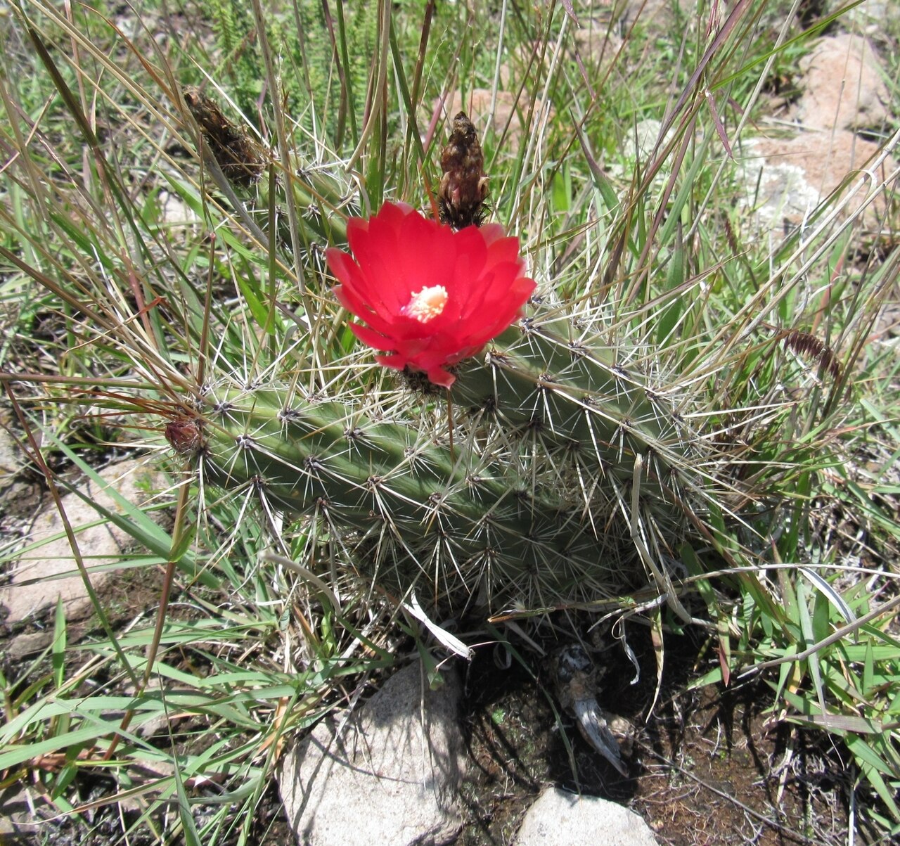 Corryocactus squarrosus: Corryocactus squarrosus, Ayacucho, Perú, 2023-07-30 (iNaturalist).